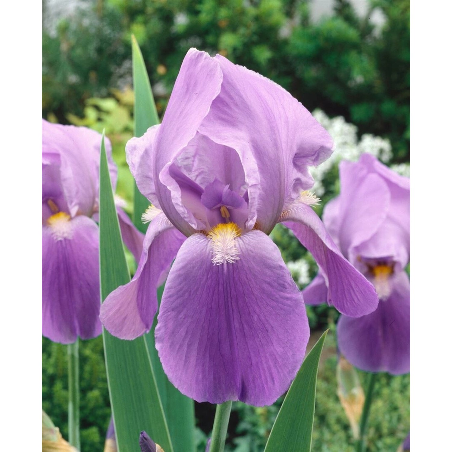 Iris X Barb.-Elat.'Blue Rhythm' Schwertlilie Ca. 11x11 cm Topf günstig online kaufen