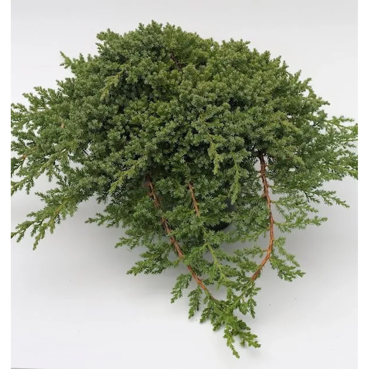 Japanischer Kriechwacholder 15-20cm - Juniperus procumbens