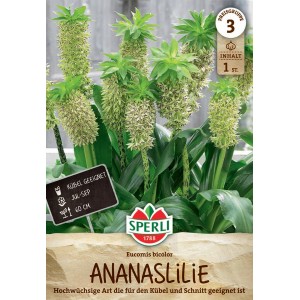 Sperli Blumenzwiebeln Schopflilie - Eucomis bicolor