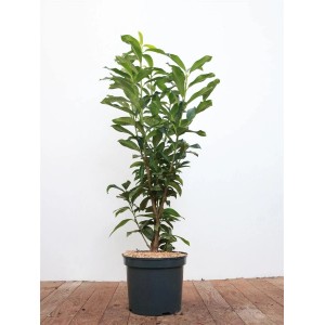 Prunus laurocerasus 'Genolia' im Topf, 80-100 cm hoch, immergrüne Heckenpflanze.