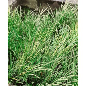 Acorus Gramineus Variegatus, grün-weiß gestreiftes Kalmusgras im 2 Liter Topf.