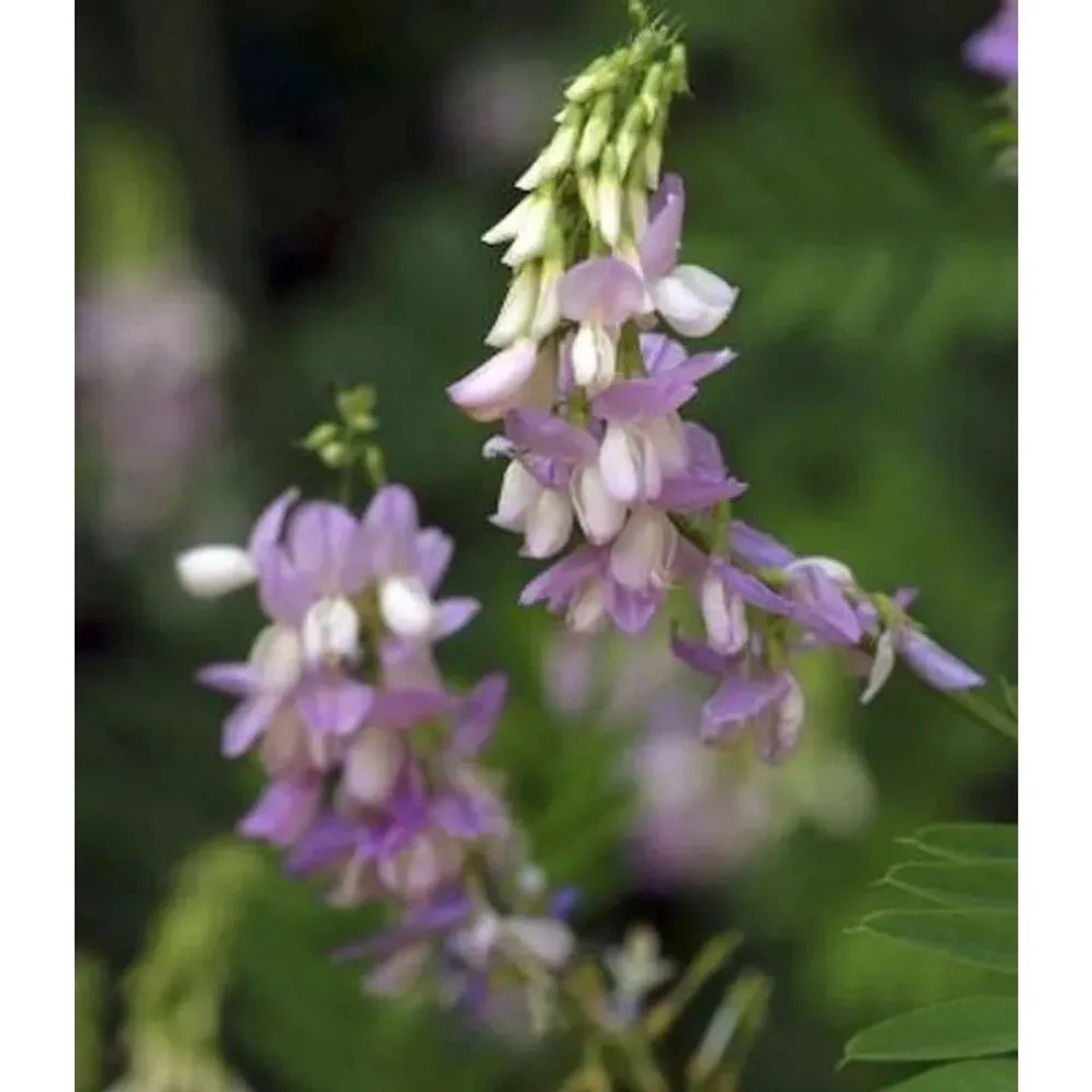 violette Geißraute - Galega officinalis
