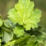 Nahaufnahme eines grünen Purpurglöckchen (Heuchera Americana Dale) Blattes im Topf.