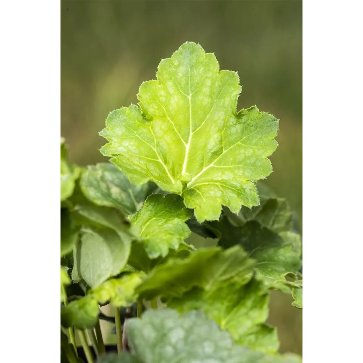 Nahaufnahme eines grünen Purpurglöckchen (Heuchera Americana Dale) Blattes im Topf.