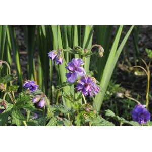 Nahaufnahme des violettblauen Himalaya-Storchschnabels 'Plenum' im 9x9 cm Topf.