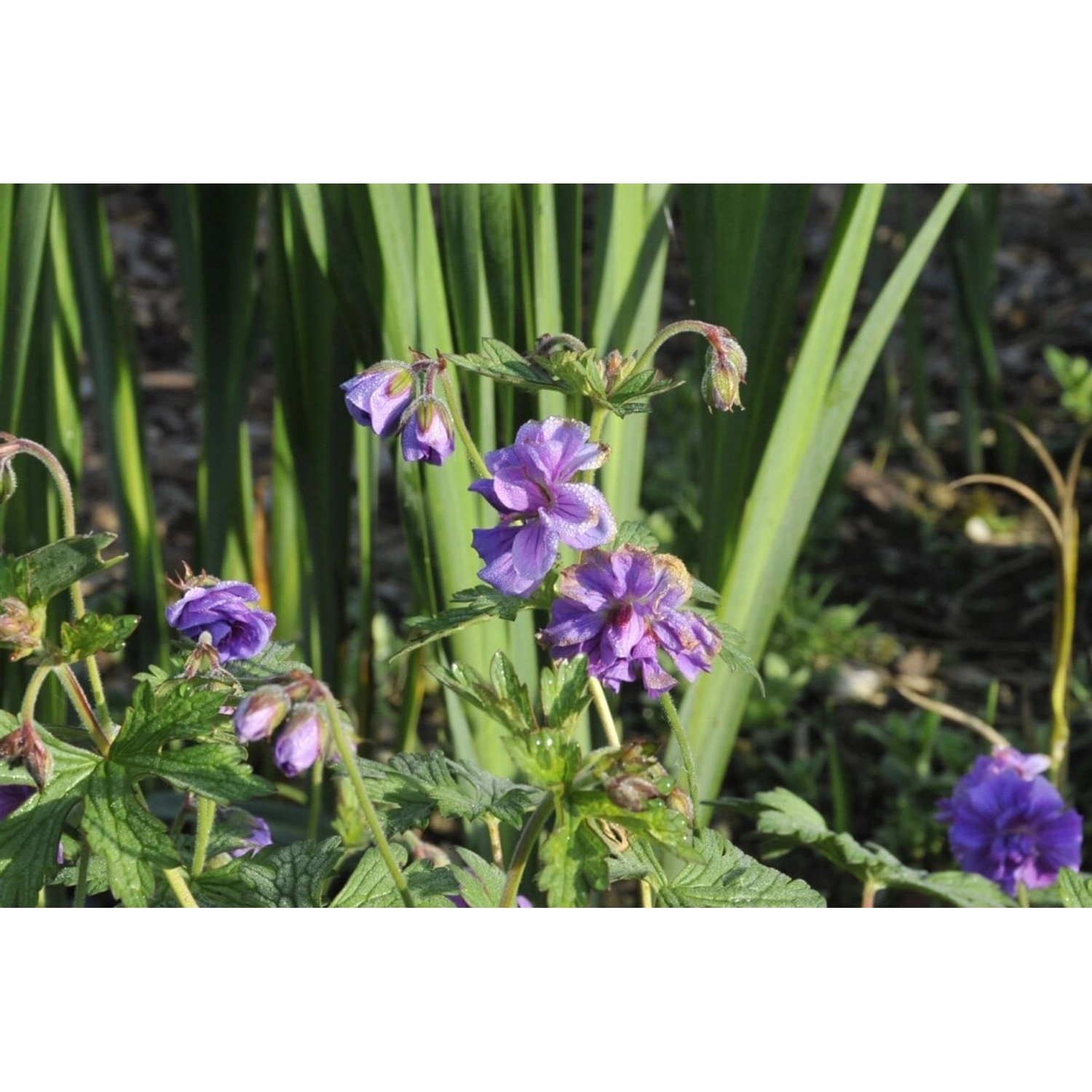 Geranium Himalayense Plenum Himalaya Storchschnabel Ca. 9x9 cm Topf günstig online kaufen