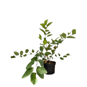 Baumfink (Kupfer-Felsenbirne) als Topfpflanze, 40-60cm hoch, mit grünen Blättern im schwarzen Topf.