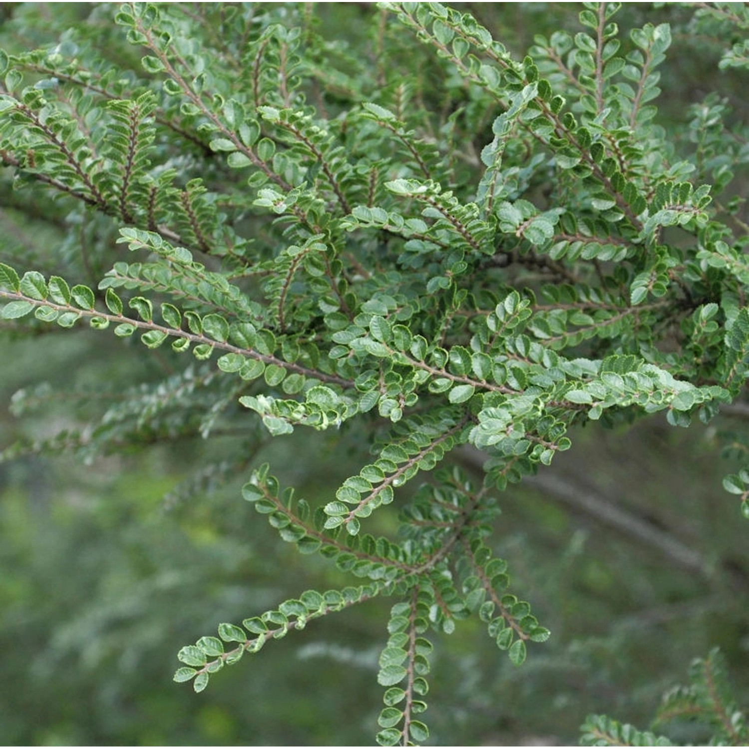 Hochstamm Zwerg Ulme Seiju 50-60cm - Ulmus parvifolia günstig online kaufen