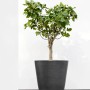 Ecopots Amsterdam Pflanztopf mit Rollen, dunkelgrau, 80x75 cm, mit eingepflanztem Baum.