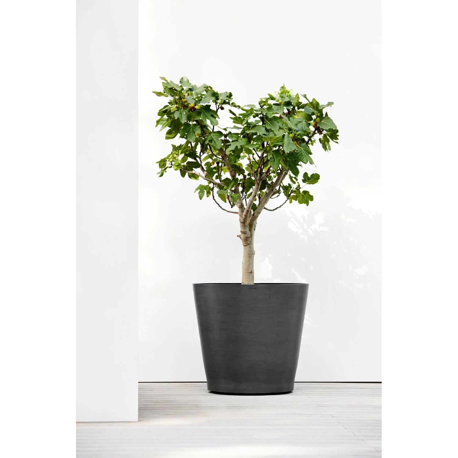 Ecopots Amsterdam Pflanztopf mit Rollen, dunkelgrau, 80x75 cm, mit eingepflanztem Baum.