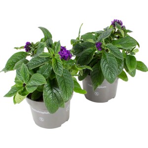 Zwei Vanilleblumen im Topf, Heliotropium arborescens mit blauen Blüten, Stehpflanzen für den Garten.