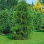 Chamaecyparis pisifera 'Plumosa Flavescens', 30-40 cm, im Garten auf Rasen.