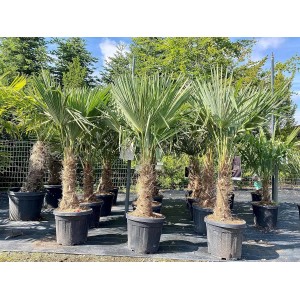 Mehrere Chinesische Fächerpalmen (Trachycarpus fortunei) im Topf, winterharte, exotische Gartenpflanze.