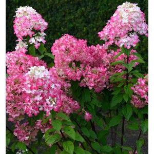 Blühende Rispenhortensie 'Bloody Merry' auf Stamm, rosa-weiße Blütenpracht im Garten.
