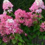 Blühende Rispenhortensie 'Bloody Merry' auf Stamm, rosa-weiße Blütenpracht im Garten.