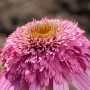 Nahaufnahme des roten Sonnenhuts 'Razzmatazz' mit rosa Blüten im Topf.