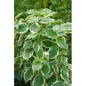 Japanischer Blumen-Hartriegel 'Teresa' mit grün-weiß panaschierten Blättern.