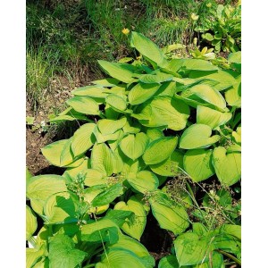 Funkie 'Gold Standard' (Hosta) im 11x11 cm Topf mit goldgelben Blättern und grünem Rand.