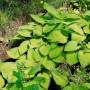 Funkie 'Gold Standard' (Hosta) im 11x11 cm Topf mit goldgelben Blättern und grünem Rand.