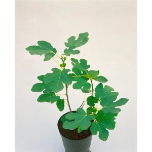 Junge Echte Feige 'Brown Turkey' im Topf, ca. 15-20 cm hoch, mit grünen Blättern und kleinen Feigen.