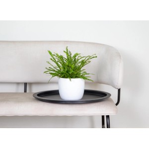 Schwertfarn "Duffy" Topf-Ø ca. 12 cm Nephrolepis