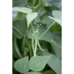 Buschbohne im Topf (ca. 10,5 cm Ø) mit grünen Blättern und jungen Bohnen.