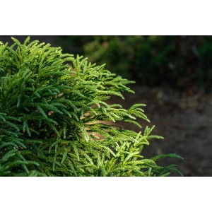 Nahaufnahme der grünen OBI Sicheltanne Globosa Nana, einer Zwergkonifere im Topf.