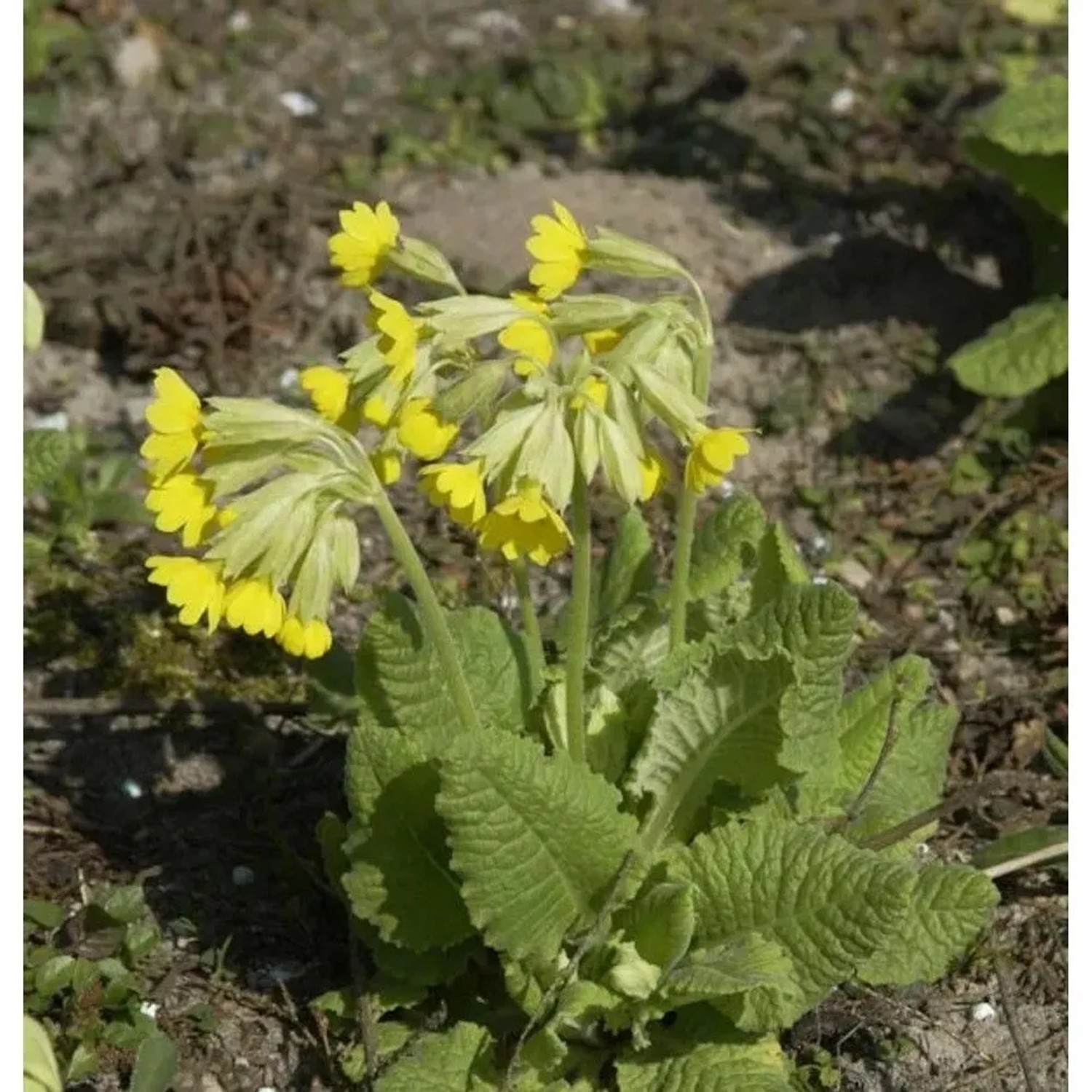 Himmelschlüssel - Primula elatior