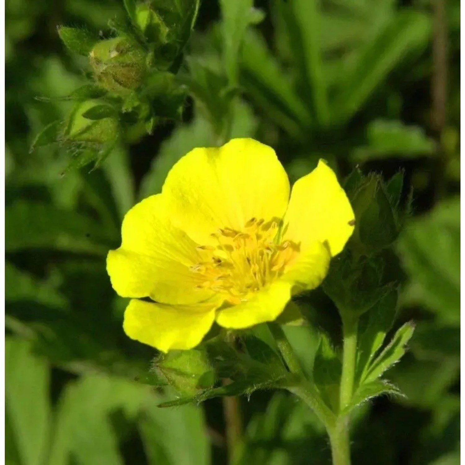 Gold Fingerkraut - Potentilla aurea