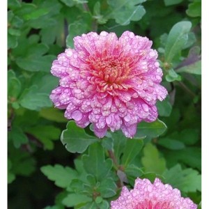 Winteraster Schloßtaverne - Chrysanthemum Indicum