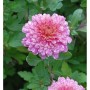 Nahaufnahme einer rosa Winteraster (Chrysanthemum Indicum) mit Wassertropfen.