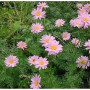 Bunte Magerite Robisons rosa - Tanacetum coccineum