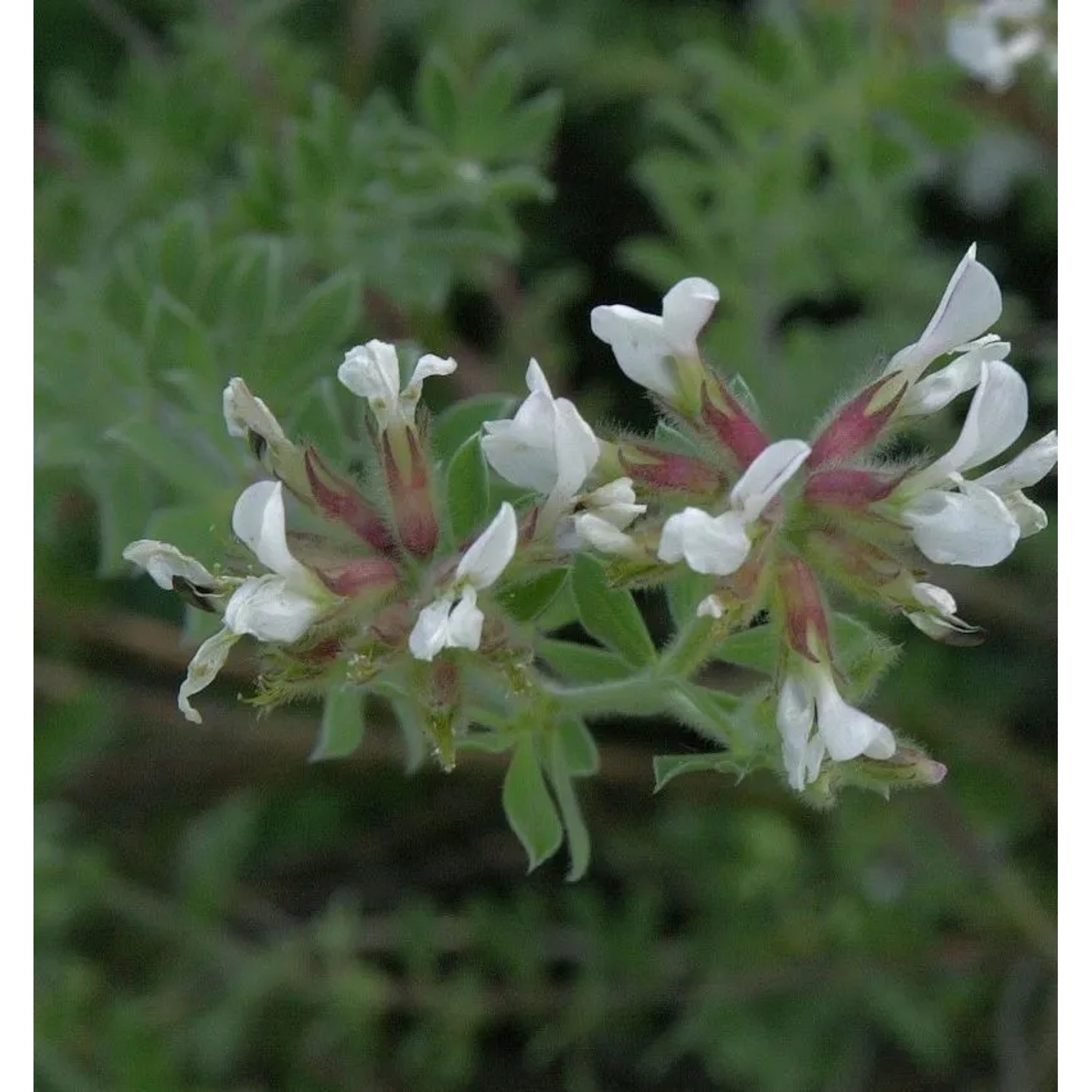 Rauhaarige Backenklee - großer Topf - Dorycnium hirsutum