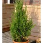 Säulenförmiger Wacholder Helle (Juniperus virginiana) im Topf, ca. 50-60cm hoch, mit hellgrünem Laub.