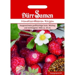 Dürr Samen Monatserdbeeren Rügen Saatgutpackung mit roten Erdbeeren, grünen Blättern, weißer Blüte und Samenansicht.