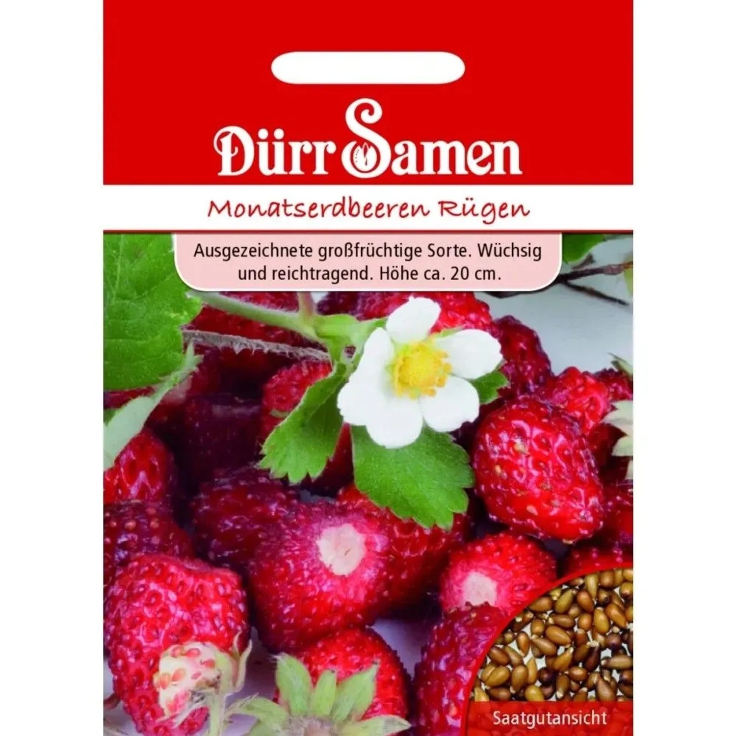 Dürr Samen Monatserdbeeren Rügen Saatgut