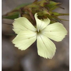 Nahaufnahme der gelben Balkan-Nelke (Dianthus knappii), eine Staude für sonnige Standorte.