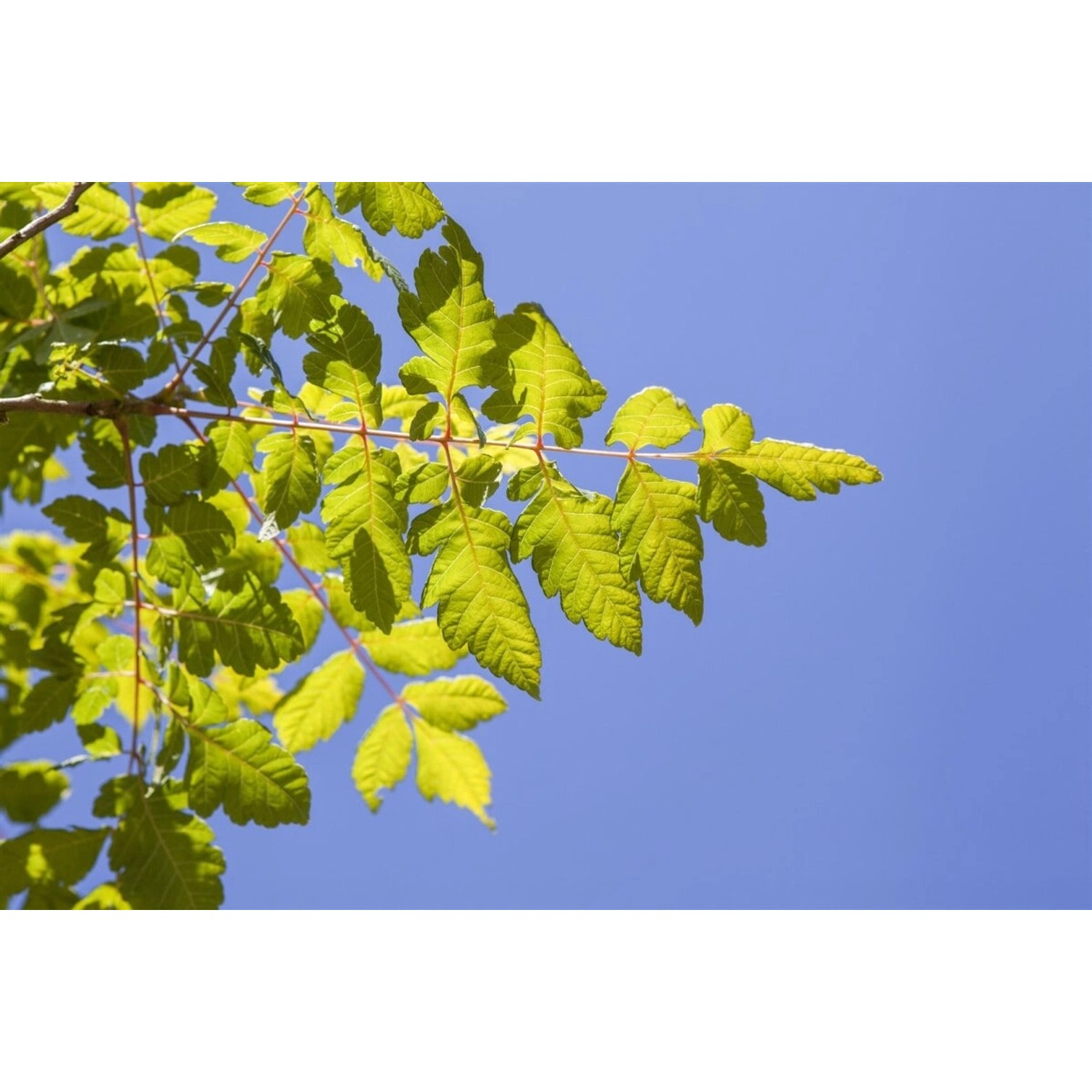 Koelreuteria Paniculata Blasenbaum 60–80 cm günstig online kaufen