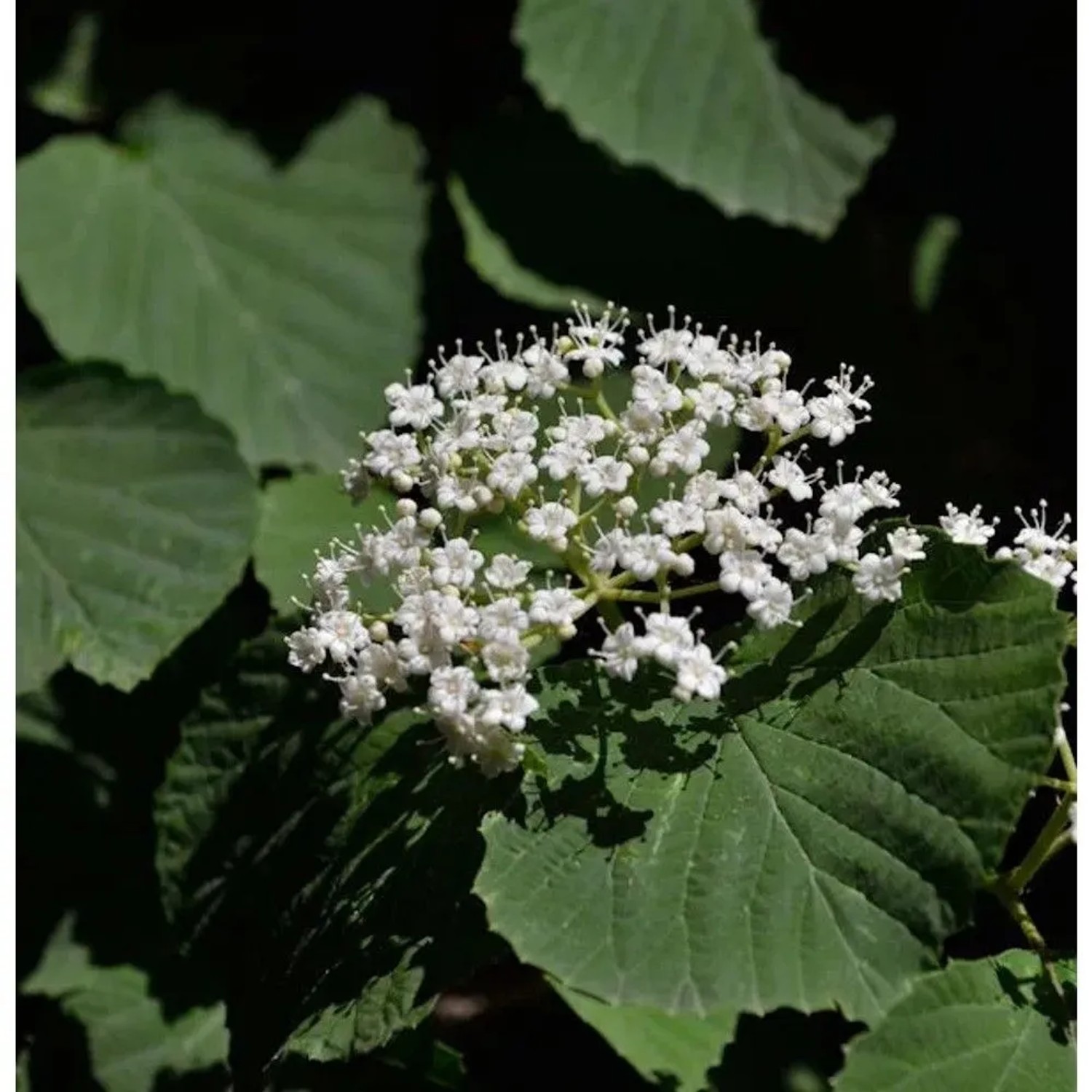 Breitdoldiger Schneeball Cardinal Candy 40-60cm - Viburnum dilatatum