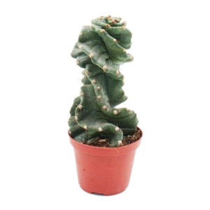 Spiralkaktus Cereus Jamacaru Spiralis im 11cm Topf. Exotische Zimmerpflanze mit gedrehter Wuchsform.