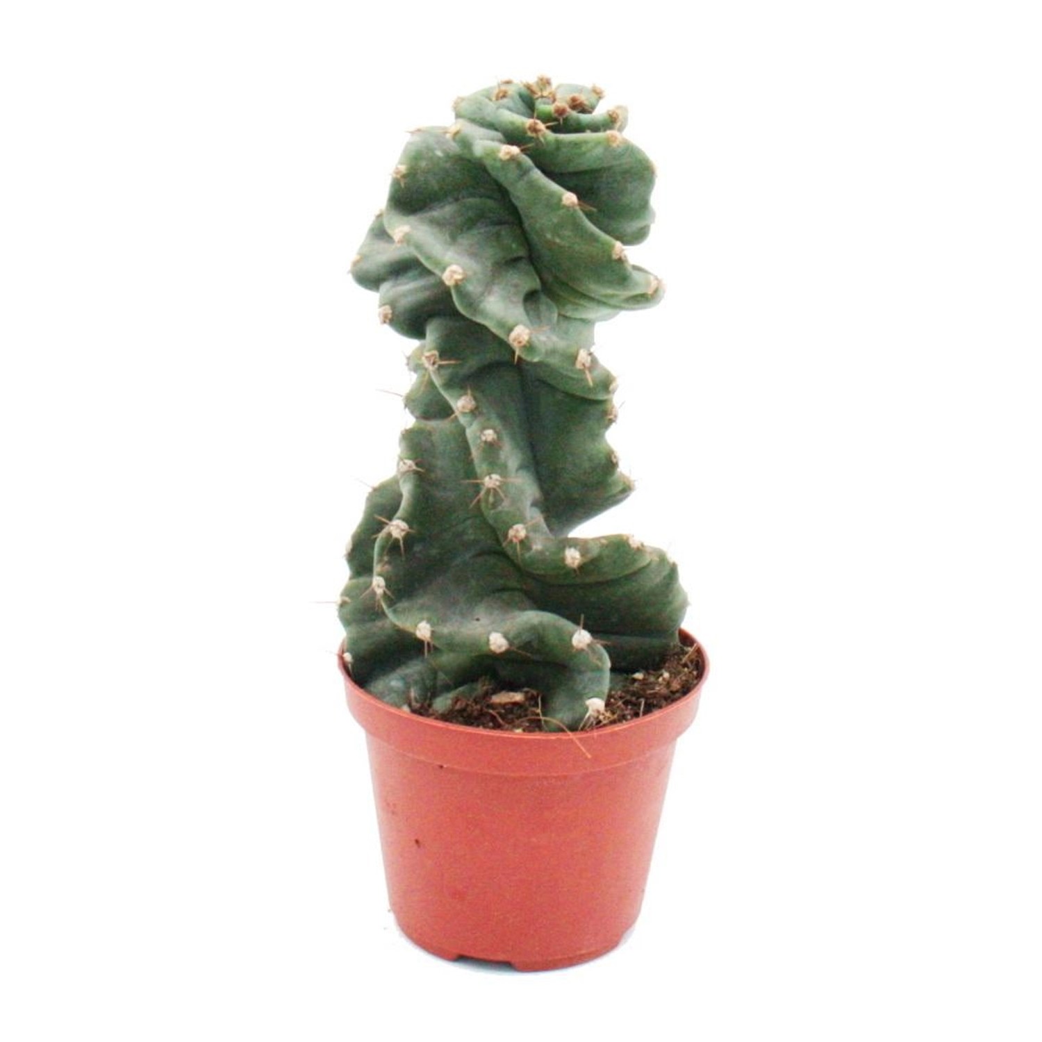 Exotenherz Cereus Jamacaru Spiralis Spiralkaktus im 11cm Topf günstig online kaufen