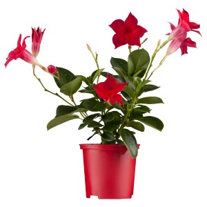 GROW by OBI Dipladenie mit roten Blüten im Topf, eine blühende Kübelpflanze für Balkon und Terrasse.