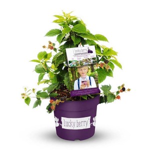 Brombeere Lucky Berry® im 5 l Topf, ca. 30-40 cm hoch. Ideal für Garten und Balkon.