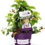 Brombeere Lucky Berry® im 5 l Topf, ca. 30-40 cm hoch. Ideal für Garten und Balkon.