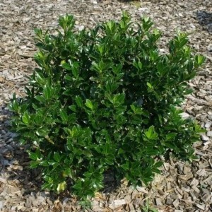 Stechpalme Ilex Heckenpracht 80-100cm - Ilex meserveae