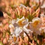 Nahaufnahme des Rhododendron Luteum Möwe Gelb mit zarten, gelben Blüten.