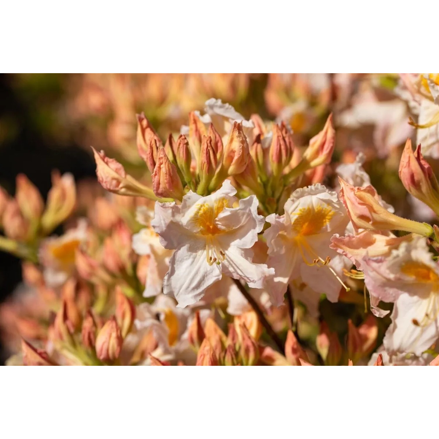 Nahaufnahme des Rhododendron Luteum Möwe Gelb mit zarten, gelben Blüten.