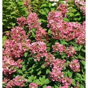 Rispenhortensie 'Petite Star' mit pinkfarbenen Blütenständen im Garten.