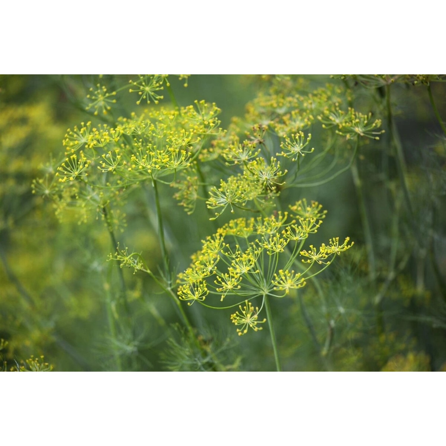 Anethum Graveolens Dill Ca. 9x9 cm Topf günstig online kaufen