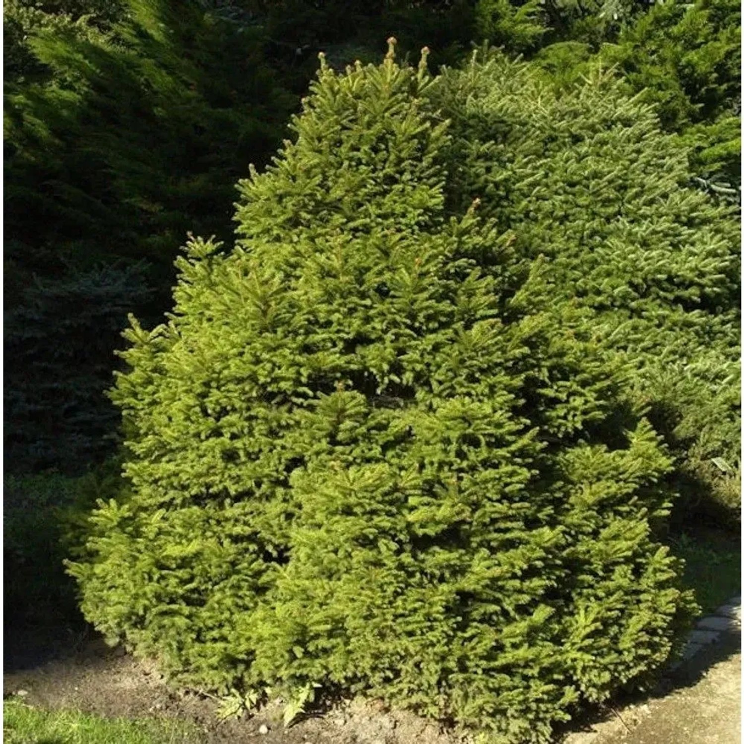 Gnomfichte 15-20cm - Picea abies